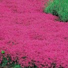 500 Seeds Creeping Thyme Red Groundcover Perennial Low Herb Fragrant Usa Non-Gmo Buy Seeds Online