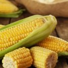 50 Golden Bantam Corn Heirloom Seeds Non-GMO Open-Pollinated Sweet Buy Seeds Online