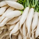 400 White Icicle Radish Seeds Heirloom Non-GMO Planting Guide Included Buy Seeds Online