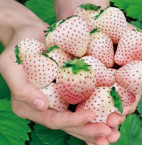 200 Rare Milk Strawberry Seeds Non-GMO Perennial Herb Buy Seeds Online