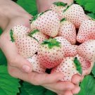 200 Rare Milk Strawberry Seeds Non-GMO Perennial Herb Buy Seeds Online