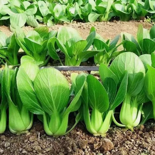 1000 'All Year Round' Chinese Cabbage Seeds Heirloom & Organic Non-GMO Buy Seeds Online