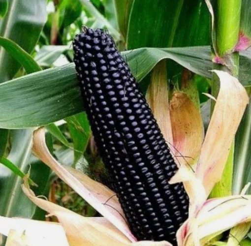 50 Black Corn Heirloom Seeds Non-GMO Open-Pollinated Flour Corn Buy Seeds Online