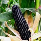 50 Black Corn Heirloom Seeds Non-GMO Open-Pollinated Flour Corn Buy Seeds Online