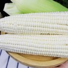 50 Sweet White Corn Seeds Heirloom Sweet Open-Pollinated Non-GMO Buy Seeds Online