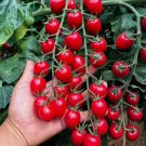 200 Waterfall Tomato Seeds Heirloom Non-GMO High-Yield Variety Buy Seeds Online
