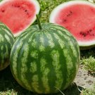 45 Sugar Baby Watermelon Seeds Heirloom Non-GMO Fruit Seed for Planting Buy Seeds Online