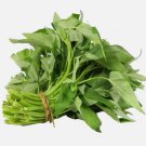 120 Water Spinach 'Kong Xin Cai' Seeds – Organic Non-GMO Heirloom Vegetable Buy Seeds Online