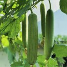 30 Luffa Chubby Pier Gourd Seeds Non-GMO Loofah Sponge Gourd Seeds Buy Seeds Online