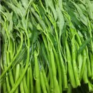50 Thai Water Spinach Seeds Ong Choy Kangkong Kong Xin Cai Garden Vegetable Usa Buy Seeds Online