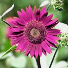 50 Purple Sunflower Seeds For Planting - Non-Gmo Heirloom Garden Buy Seeds Online