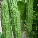 10 Green Skin Long Bitter Gourd Seeds Bitter Melon Seeds Ku Gua Asian Vegies UsaBuy Seeds Online