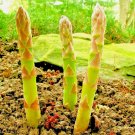 200 Asparagus Seeds Perennial Spring Garden Vegetable Heirloom Non-Gmo Usa Buy Seeds Online
