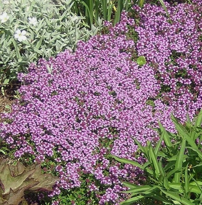 3500 Dwarf Creeping Thyme Seedsthymus Serpyllumground Cover Buy Seeds Online