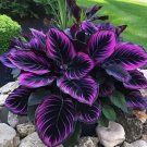 25 Seeds Purple Tip Calathea Couture Flower Indoor Or Outdoor Beautiful Plant Buy Seeds Online