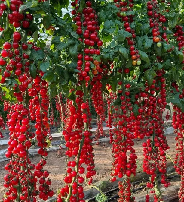 100 Waterfall Tomatoes Seeds Sweet High Yield Heirloom Organic Rare Buy Seeds Online