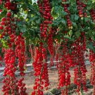 100 Waterfall Tomatoes Seeds Sweet High Yield Heirloom Organic Rare Buy Seeds Online