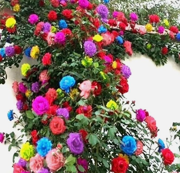 25 Mix Color Climbing Rose Seeds Flower Mixed Colors Plant Buy Seeds Online