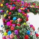 25 Mix Color Climbing Rose Seeds Flower Mixed Colors Plant Buy Seeds Online