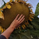 50 Mammoth Grey Stripe Sunflower Seeds Huge Giant Large Sunflowers Fresh Buy Seeds Online