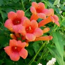 70 Hummingbird Trumpet Creeper Vine Campsis Radicans Flower Seeds Buy Seeds Online