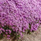 1000 Creeping Thyme Seeds(Thymus Serpyllum) Perennial & Purple Groundcover Buy Seeds Online