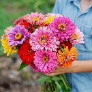 100 California Giant Zinnia Flower Mix Seeds ~ Heirloomseedguy ~ 2025 ~ Nongmo Buy Seeds Online