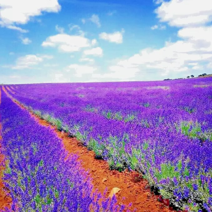 1200 Lavender Vera Seeds Spring Mosquito Insect Repellent Perennial Nongmo Usa Buy Seeds Online