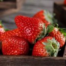 100 Red Strawberry Seeds Big Flesh Fruit Perennial Container Garden  Buy Seeds Online