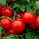50 Cherry Tomato Seeds Large Heirloom Tomato Seeds Non-Gmo Vegetable Seeds Buy Seeds Online