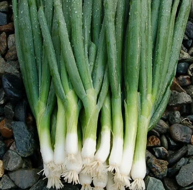200 Evergreen Bunching Onion Seeds ~ Heirloomseedguy ~ 2025 ~ Non-Gmo Buy Seeds Online