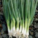 200 Evergreen Bunching Onion Seeds ~ Heirloomseedguy ~ 2025 ~ Non-Gmo Buy Seeds Online