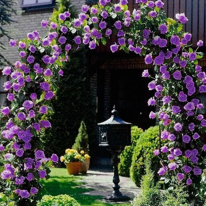 20 Purple Climbing Rose Seeds  Rare Non Gmo Heirloom Variety For Your Garden Buy Seeds Online