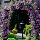 20 Purple Climbing Rose Seeds  Rare Non Gmo Heirloom Variety For Your Garden Buy Seeds Online