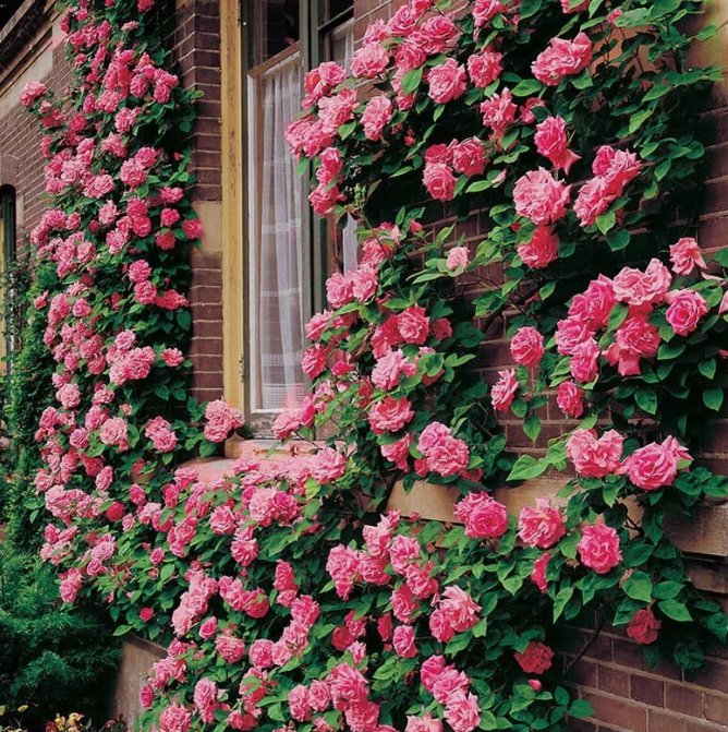 20 Pink Climbing Rose Seeds  Rare Non Gmo Heirloom Variety For Your Garden Buy Seeds Online