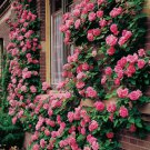 20 Pink Climbing Rose Seeds  Rare Non Gmo Heirloom Variety For Your Garden Buy Seeds Online