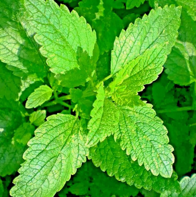1500 Lemon Balm Citronella Perennial Seeds Mosquito Insect Repellent Non Gmo Us Buy Seeds Online