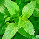 1500 Lemon Balm Citronella Perennial Seeds Mosquito Insect Repellent Non Gmo Us Buy Seeds Online