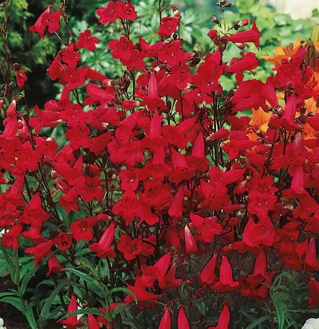 200 Seeds Penstemon Eaton'S Red Hummingbird Perennial Beardtongue Usa Non Gmo Buy Seeds Online