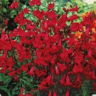 200 Seeds Penstemon Eaton'S Red Hummingbird Perennial Beardtongue Usa Non Gmo Buy Seeds Online