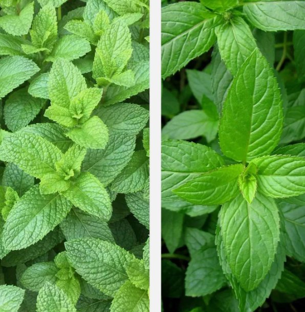 500 Mixed Mint Seeds Peppermintspearmint Herb Non Gmo Heirloom Vegetable Buy Seeds Online