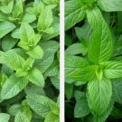 500 Mixed Mint Seeds Peppermintspearmint Herb Non Gmo Heirloom Vegetable Buy Seeds Online