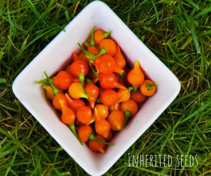 40 Biquinho Chilli Pepper Heirloom  Seeds, 100% Organic Grown In Usa Buy Seeds Online