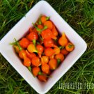 40 Biquinho Chilli Pepper Heirloom  Seeds, 100% Organic Grown In Usa Buy Seeds Online