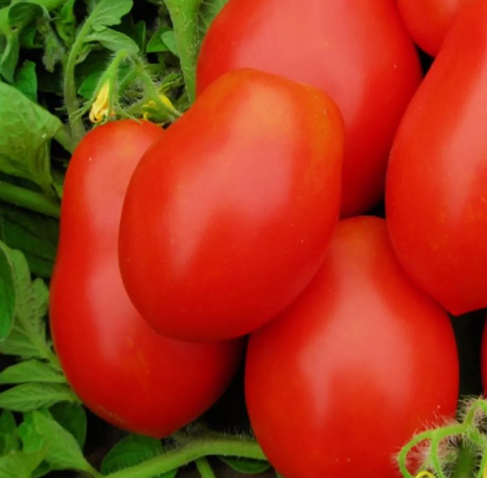 50 Roma Vf Tomato Seeds Non-Gmo Tomato Seeds Fresh Heirloom Vegetable Seeds Buy Seeds Online