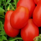 50 Roma Vf Tomato Seeds Non-Gmo Tomato Seeds Fresh Heirloom Vegetable Seeds Buy Seeds Online