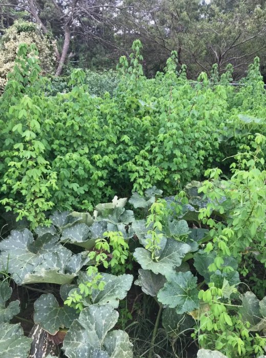 30 Semillas De Chipilin 30 Fresh Organic Chipilin Seeds Seeds Buy Seeds Online