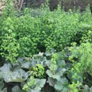 30 Semillas De Chipilin 30 Fresh Organic Chipilin Seeds Seeds Buy Seeds Online