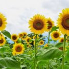 15 Giant Sunflower Seeds For Planting Heirloom & Non-Gmo High Germination SeedsBuy Seeds Online
