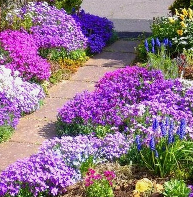 500 Rock Cress Seeds Royal Hummingbird Spring Mix Ground Cover Deer Resistant Buy Seeds Online